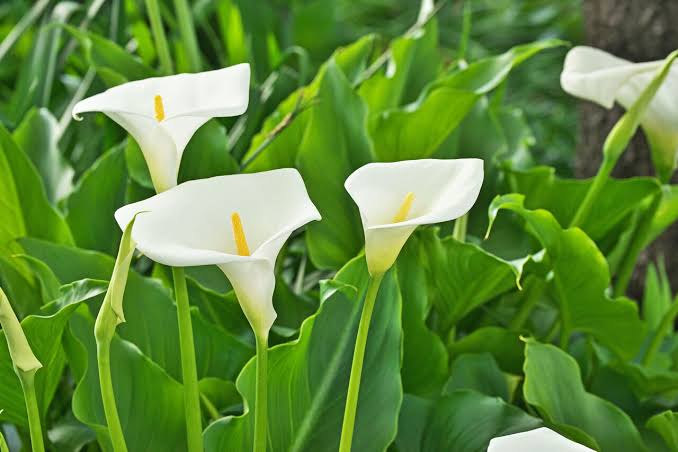カラーの花